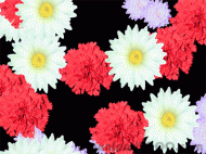 FD Blossoming Flowers Screensaver screenshot